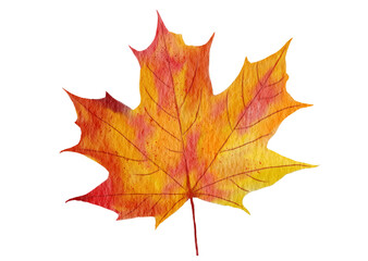 Maple leaf watercolor hand-painted isolated on white background. illustration perfect for design decorative in the autumn festival, greeting cards, invitations, posters.