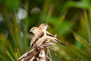 Silverbill