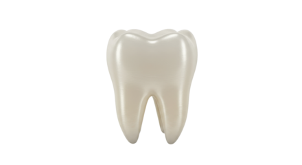 Realistic Human Molar Tooth 3D Render Isolated on White Background