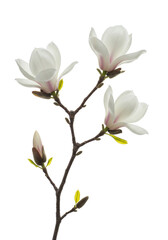 Obraz premium Graceful white magnolia branch with three pristine open blossoms and a nascent bud, intricate petal details, soft high-key lighting on transparent studio background, concept of purity and serenity