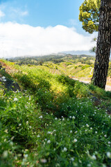Weinberge bei Llano de Las Ánimas – La Palma