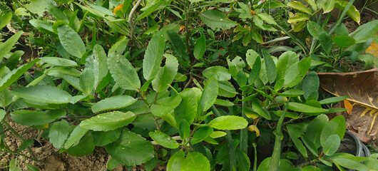 Close u shot of Bryophyllum pinnatum.