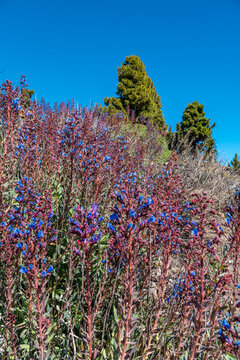 Blaue Echium gentianoides in den Bergen La Palmas