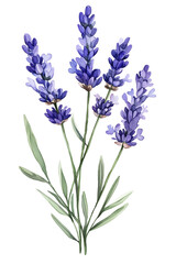  Lavender Watercolor Illustration – Botanical PNG