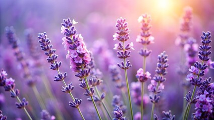 Fototapeta premium Lavender Field at Sunset with Blooming Purple Flowers