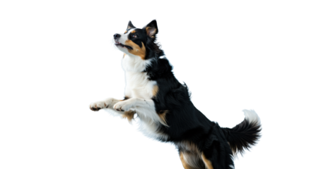 Athletic tri-color border collie mid-leap, focused and exhilarated, blurred corporate background with creamy bokeh, concept of high performance and agility