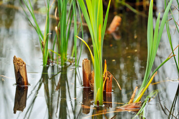 Broken wooden sticks and sea grass emerging from calm water surface