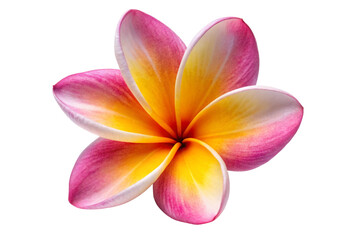 Fototapeta premium Frangipani flower isolated on white background showing tropical beauty and vibrant petal detail 