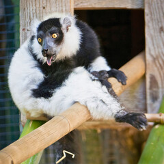 Black-and-White Ruffed Lemur on Beam