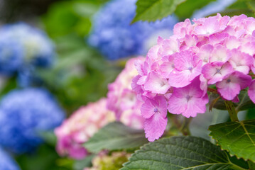 ピンクの紫陽花