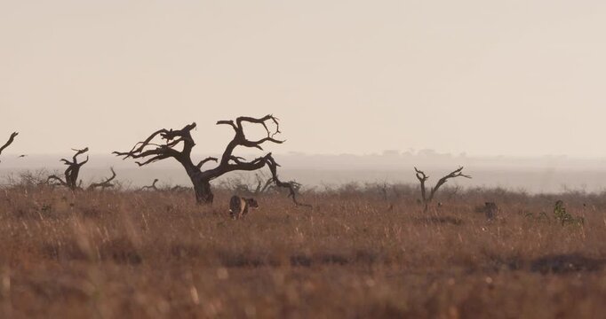 Very wide of a pair of Cheetahs (Acinonyx jubatus) walking near dead trees in the dry savannah grassland at daybreak in Kenya