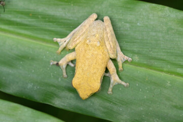 A yellow tree frog seen from above