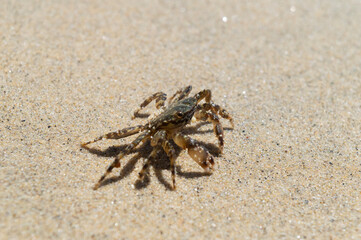 Crabe sur la plage à Ajaccio en Corse du Sud