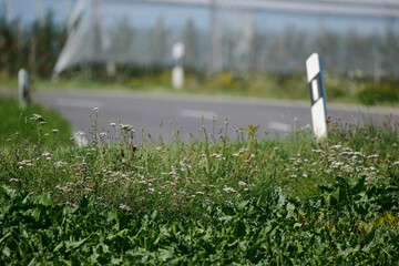 Wiese am Straßenrand
