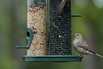 Naklejka premium Unique Bird Photo with Beak Defect . This unique photograph captures a rare bird with a noticeable beak defect, making it a truly hard-to-find shot. 