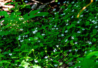 close up of fresh green leaves