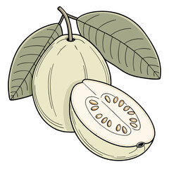 Freshly sliced guava fruit with green leaves in a cartoon illustration