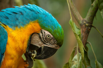 blue and yellow macaw