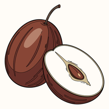 Two whole and halved sapote fruit illustration on white background
