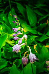 Close-up of Purple Hosta Flowers in Bloom