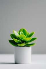 Fresh Green Succulent Plant in Minimalistic White Pot on Gray Background