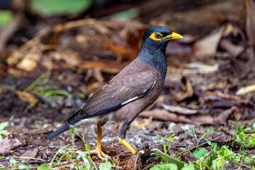 Indian Myna Bird in Natural Habitat