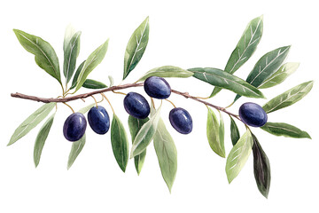 Watercolor Olive Branch with Purple Olives PNG – Botanical Clipart