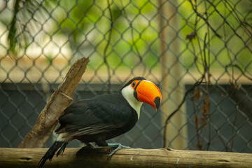 toucan in the zoo