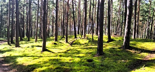 trasa rowerowa r10 z krynicy morskiej do mikoszewa nad morzem przez jantar sztutowo stegna 