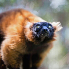 Red Ruffed Lemur Close-Up