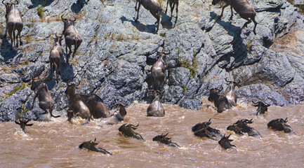 Wildebeest Scramble Up Slippery Rocks After Perilous Mara River Crossing