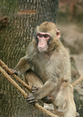 Macaque monkey in the zoo