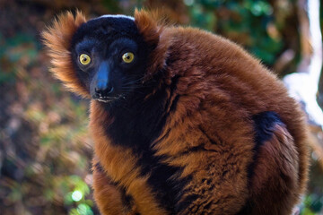 Red Ruffed Lemur Close-Up on Branch