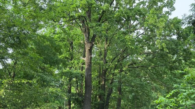 Old high spreading common oak at summer sunny day