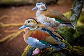 Two Mandarin Ducks on Branch