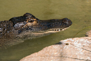 American Alligator in Water