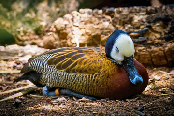 Obraz premium White-Faced Whistling Duck Resting