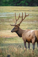 Elk with Large Antlers Standing in Rainy Field
