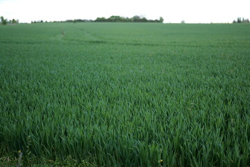 Lush green wheat field stretches across the horizon in early morning light at the countryside