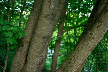 Two trees intertwine in a lush green forest, showcasing nature's beauty during a sunny afternoon
