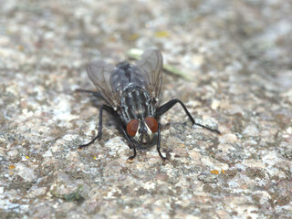 Close up of a housefly on the ground