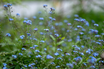 Vibrant blue flowers bloom in a lush garden, highlighting the beauty of nature during springtime in a peaceful outdoor setting