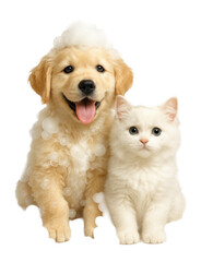 Fototapeta premium Dog and cat covered in fluffy bubbles, looking adorable and clean during bath time.