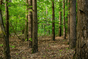Lush forest filled with green trees and fallen leaves during a sunny day in early summer