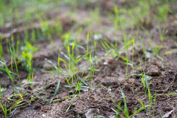 Fresh green blades of grass growing from rich brown soil in early spring, symbolizing new life and nature’s resilience