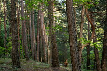 Expansive pine forest with sunlight filtering through trees in a serene natural setting during morning hours