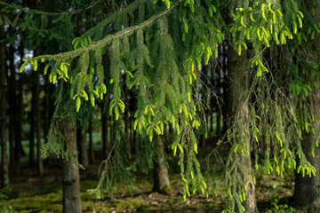 Fototapeta premium Spruce tree branches glistening in sunlight create a serene atmosphere in a tranquil forest during late afternoon hours