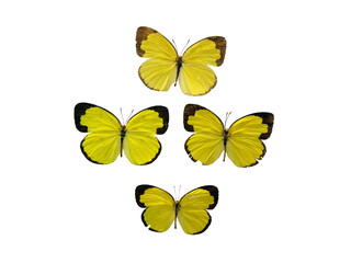 Set four common grass yellow butterflies isolated on white background. Eurema hecabe.