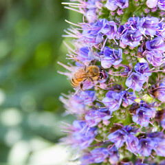 Bee on Tall Purple Flower