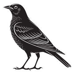 black bird Silhouette Vector, High Quality Illustration on White Background